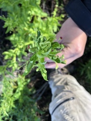Scrophularia californica