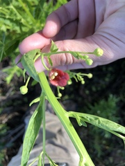 Scrophularia californica