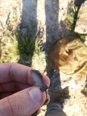 Tarentola mauritanica