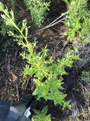 Scrophularia californica