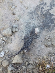 Tarentola mauritanica