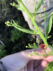 Scrophularia californica