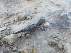 Tarentola mauritanica