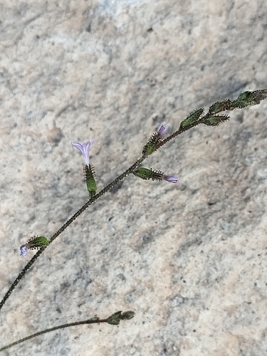 Image of Plumbago pulchella by no rights reserved