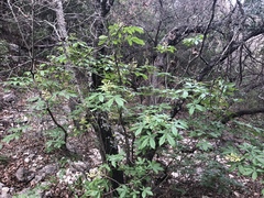 Aesculus pavia flavescens