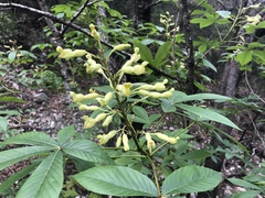 Aesculus pavia flavescens