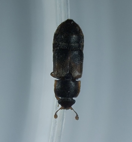 Brachypeplus, 2023-09-17