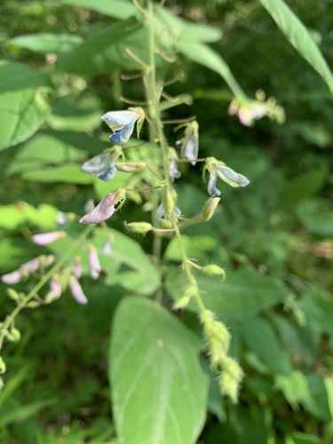 Image of Desmodium canescens by (c) Elizabeth Axley, some rights reserved (CC BY)