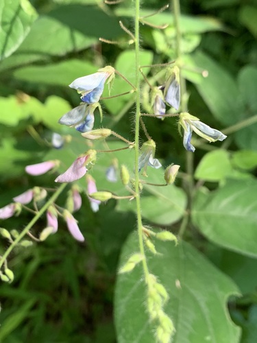 Image of Desmodium canescens by (c) Elizabeth Axley, some rights reserved (CC BY)