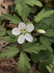 Claytonia