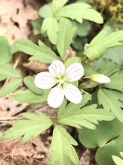 Claytonia