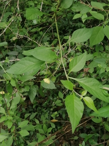 Image of Wild Pepper (Capsicum rhomboideum) by (c) Erick Vélez Sánchez, some rights reserved (CC BY)