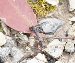 Aleucosia danielsorum