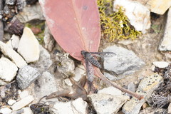 Aleucosia danielsorum