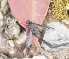 Aleucosia danielsorum