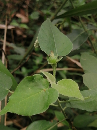 Image of Croton humilis by (c) Erick Vélez Sánchez, some rights reserved (CC BY)