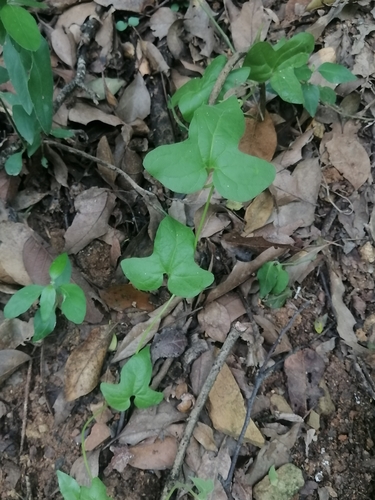 Image of Aristolochia pentandra by (c) Erick Vélez Sánchez, some rights reserved (CC BY)