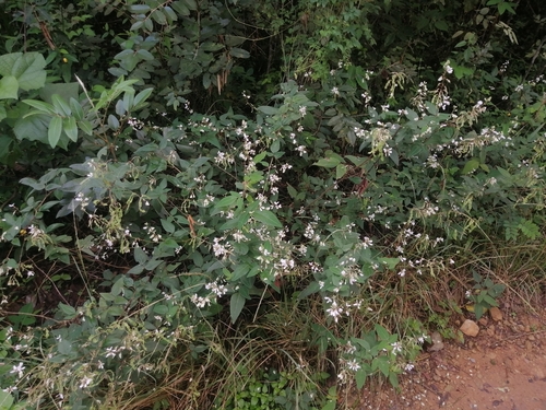 Image of Desmodium lindheimeri by (c) Erick Vélez Sánchez, some rights reserved (CC BY)