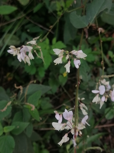 Image of Desmodium lindheimeri by (c) Erick Vélez Sánchez, some rights reserved (CC BY)