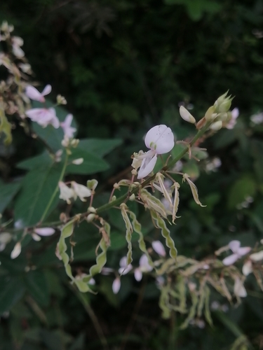 Image of Desmodium lindheimeri by (c) Erick Vélez Sánchez, some rights reserved (CC BY)