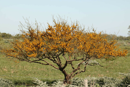 Vachellia caven
