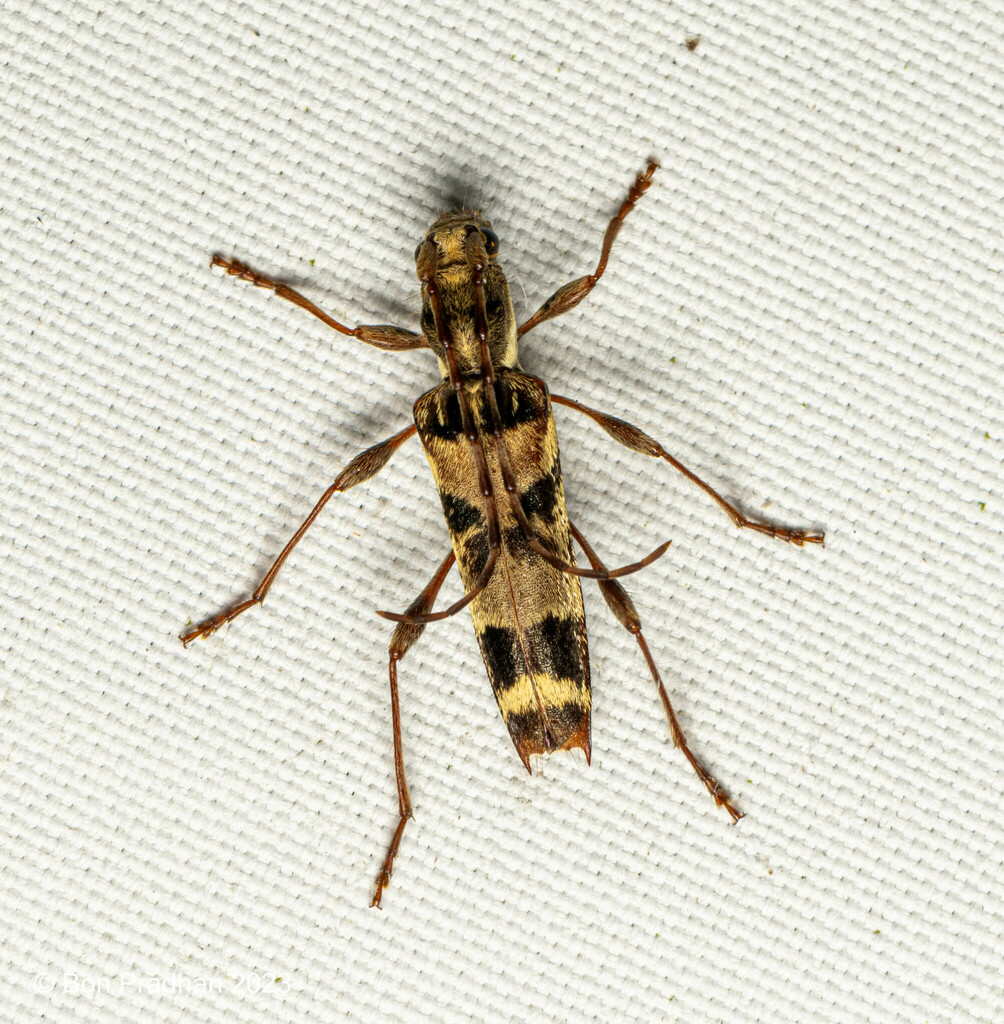 Anaglyptus longispinis