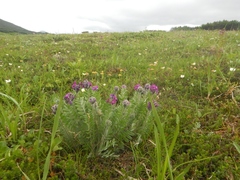 Oxytropis erecta