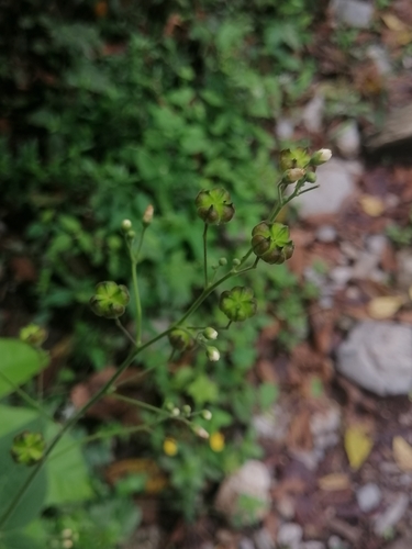 Image of Wissadula amplissima by (c) Erick Vélez Sánchez, some rights reserved (CC BY)