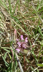 Lamium purpureum purpureum