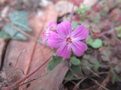 Geranium robertianum