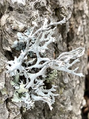 Pseudevernia consocians