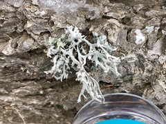 Pseudevernia consocians