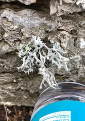 Pseudevernia consocians