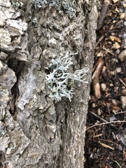 Pseudevernia consocians