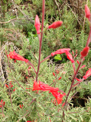 Epilobium canum angustifolium