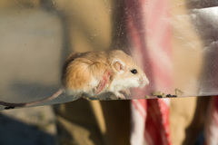 Perognathus longimembris
