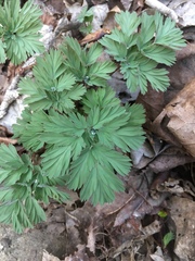 Dicentra cucullaria