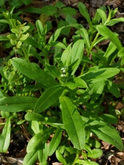 Myosotis macrosperma