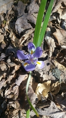 Iris verna