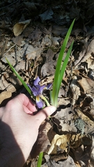 Iris verna