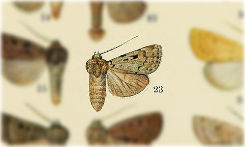 Agrotis haesitans