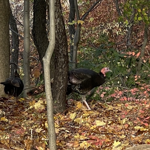 Wild Turkey photographed in Ohio