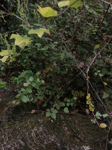 Image of Xylosma flexuosa by (c) Erick Vélez Sánchez, some rights reserved (CC BY)
