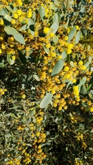 Acacia redolens