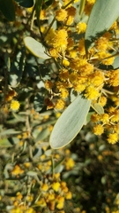 Acacia redolens