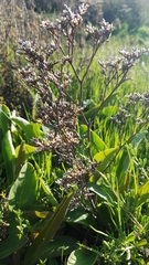 Limonium californicum