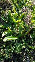Limonium californicum