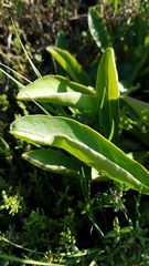 Limonium californicum