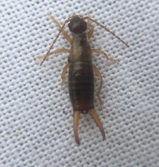 Apterygida albipennis