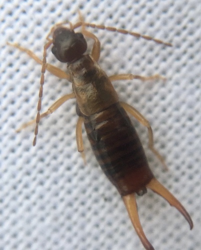 Photo of Hop-garden Earwig (Apterygida albipennis)